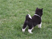 2 beautiful, playful Akita Inu puppies -philippedubien@gmail.com Image eClassifieds4u 1