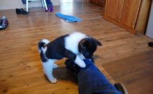 2 beautiful, playful Akita Inu puppies -philippedubien@gmail.com Image eClassifieds4u 2