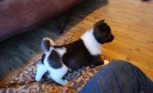 2 beautiful, playful Akita Inu puppies -philippedubien@gmail.com Image eClassifieds4u 3