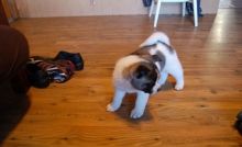 2 beautiful, playful Akita Inu puppies -philippedubien@gmail.com Image eClassifieds4u 4
