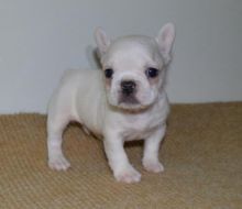 frank French Bulldog Puppy Image eClassifieds4U