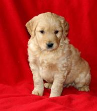 Gold ambitious Golden Retriever Puppy Image eClassifieds4U