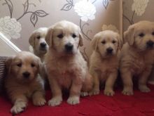 Healthy adorable Golden Retriever puppies-philippedubien@gmail.com Image eClassifieds4u 2