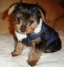 Healthy and lovely tea cup yorkie puppies-philippedubien@gmail.com Image eClassifieds4u 2