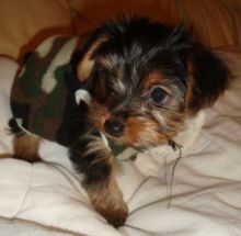 Healthy and lovely tea cup yorkie puppies-philippedubien@gmail.com Image eClassifieds4u 3
