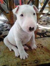 Miniature bull terrier puppies-philippedubien@gmail.com Image eClassifieds4u 1