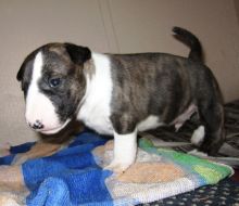 Miniature bull terrier puppies-philippedubien@gmail.com Image eClassifieds4u 3