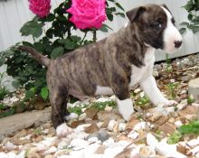 Miniature bull terrier puppies-philippedubien@gmail.com Image eClassifieds4u 4