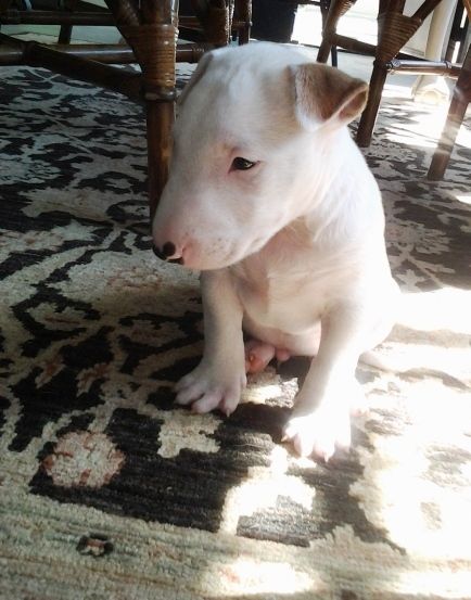Miniature bull terrier puppies-philippedubien@gmail.com Image eClassifieds4u