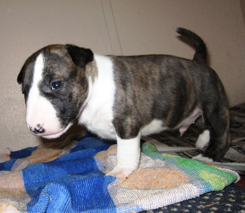 Miniature bull terrier puppies-philippedubien@gmail.com Image eClassifieds4u