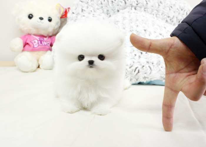 Pomeranian puppy ready for rehoming Image eClassifieds4u