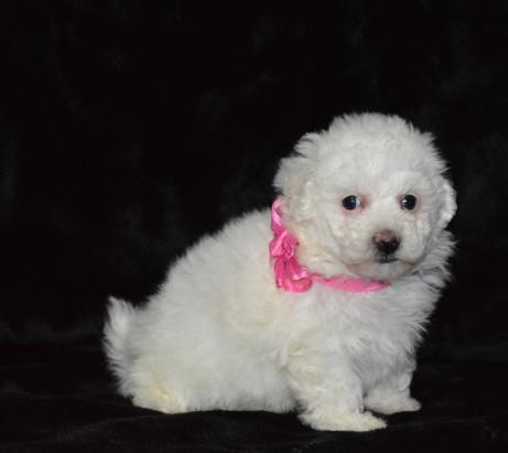 reliable Bichon Frise Puppies Image eClassifieds4u