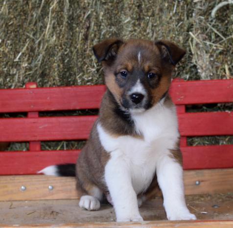 sensible Shetland Sheepdog Puppy Image eClassifieds4u
