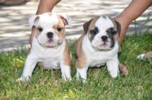 Bulldog pups for rehoming TEXT/CALL (215) 531-9803