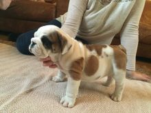 Super Adorable AKC English Bulldog TEXT/CALL (469) 253-8776