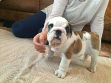 cute and lovely english bulldog pupps