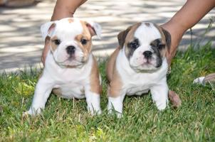 Bulldog pups for rehoming TEXT/CALL (215) 531-9803 Image eClassifieds4u