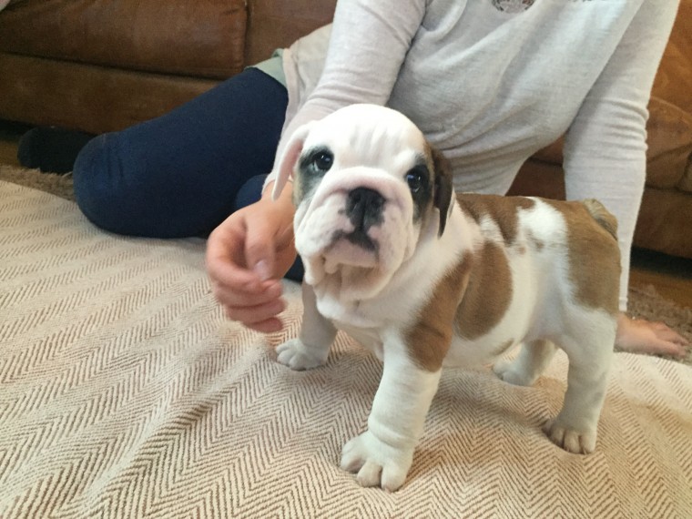 Super Adorable AKC English Bulldog TEXT/CALL (469) 253-8776 Image eClassifieds4u
