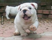$350, English bulldog puppies for re-homing text.