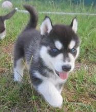 Adorable and Gorgeous Siberian Husky Ready for new homes text (213) 293-7679