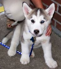 AKC registered Siberian Husky Puppies for Sale text for details (213) 293-7679