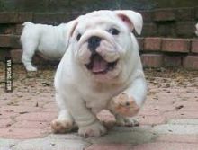 KC English Bulldogs Puppies