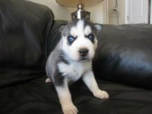 Pure Breed Siberian Husky Puppies ready for their new home text (213) 293-7679