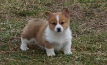 Sweet Male And Female Pembroke corgi puppy For Free Adoption. Text us via (424) 672-4188