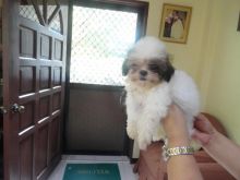 Two Friendly Shih Tzu Puppies