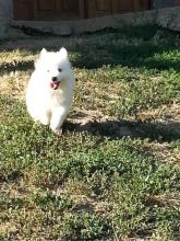 2 Samoyed puppies. Image eClassifieds4U