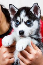 Registered Purebred Siberian Husky Puppies (213) 293-7679 Image eClassifieds4U