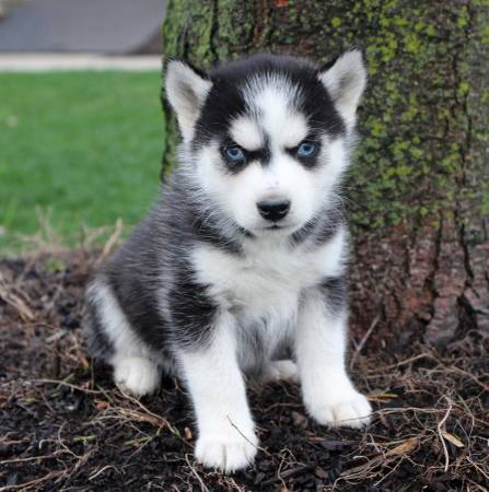 Our husky is looking for a home (213) 293-7679 Image eClassifieds4u