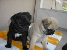 Trained Pug Puppies Ready