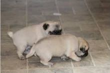 Trained Pug Puppies Ready Image eClassifieds4u 2