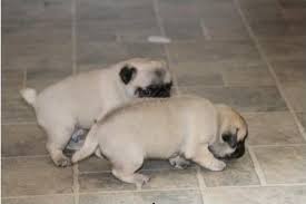 Trained Pug Puppies Ready Image eClassifieds4u