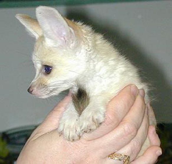 *Gorgeous Fennec Fox Kits!! Image eClassifieds4u