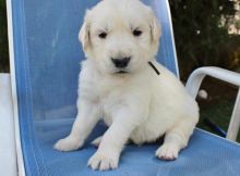 Golden Retriever Puppies Available For Caring Families