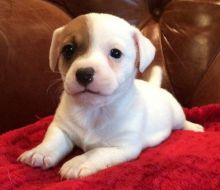 Jack Russell Terrier Puppies for sale