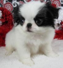 Japanese Chin Puppies for Sale