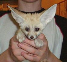 Tamed Usda Fennec Fox Kits!!