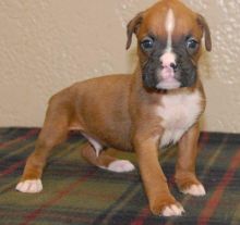 Two Friendly Boxer Puppies Available