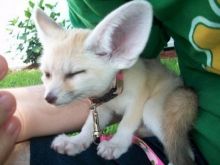 volpe fennec babies available!!