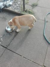 Well Trained English Bulldog Puppies