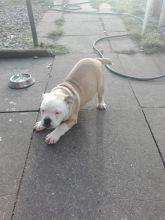 Well Trained English Bulldog Puppies