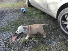 Well Trained English Bulldog Puppies