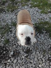 Well Trained English Bulldog Puppies