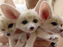 Adorable Fennec Fox For Homes Now!! Image eClassifieds4u