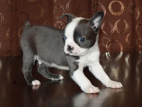 Afectionate Boston Terrier Puppies Image eClassifieds4u