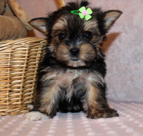 FANTASTIC MORKIE PUPPIES FOR SALE Image eClassifieds4u