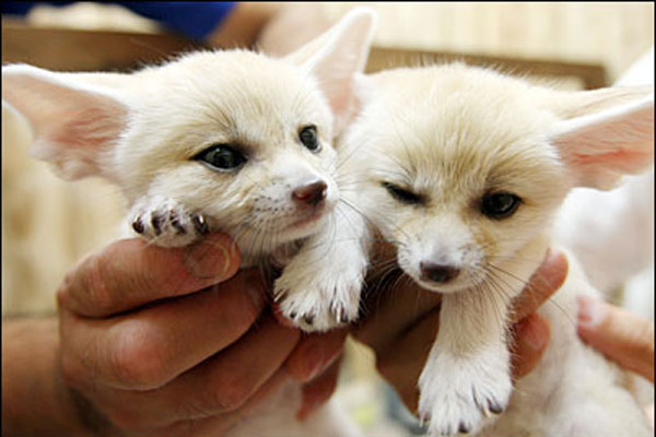 Healthy Fennec Fox babies Image eClassifieds4u